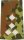 Rangschlaufen Stabshauptmann  flecktarn/weiß mit Klett